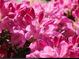 Różanecznik  pontyjski Graziella - powtarz... Rhododendron  ponticum Graziella