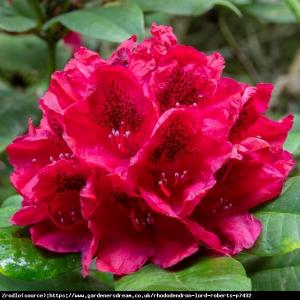Różanecznik  Lord Roberts - intensywnie cz... Rhododendron  Lord Roberts