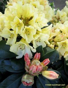 Różanecznik  Golden Torch - ŻÓŁTE KWIATY, ... Rhododendron  Golden Torch