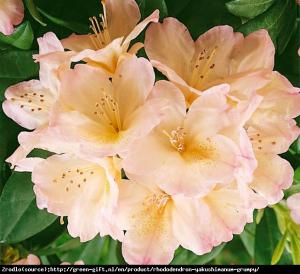 Różanecznik  Grumpy - ŻÓŁTO-POMARAŃCZOWE K... Rhododendron  Grumpy