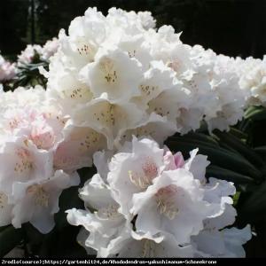 Różanecznik  Schneekrone - BIAŁE KWIATY, k... Rhododendron  Schneekrone