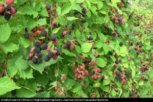 Jeżyna Cacanska bestrna - ODPORNA, bardzo ... Rubus Cacanska bestrna