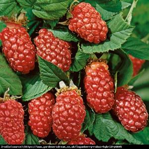 Malino-jeżyna Loganberry - niezwykle aroma... Rubus Loganberry