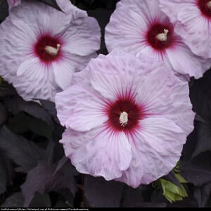 Hibiskus bagienny XXL  Dark Mystery - dwukolorowe, oryginalne KWIATY!!!