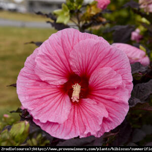 Hibiskus bagienny XXL  Edge of Night - róż...