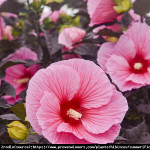 Hibiskus bagienny XXL  Edge of Night - róż...