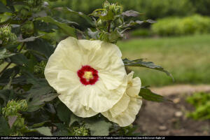 Hibiskus bagienny XXL  French Vanilla - żó...