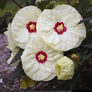 Hibiskus bagienny XXL  French Vanilla - żó...