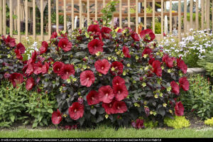 Hibiskus bagienny XXL  Holy Grail - KRWIŚCIE CZERWONE kwiaty!!!