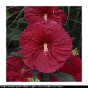 Hibiskus bagienny XXL  Mars Madness - KARM...