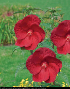 Hibiskus bagienny XXL  My Valentine - AKSA...