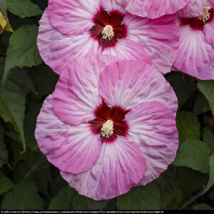 Hibiskus bagienny XXL  Spinderella - KOPCIUSZEK wśród HIBISKUSÓW!!!