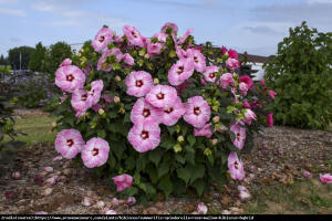 Hibiskus bagienny XXL  Spinderella - KOPCI...