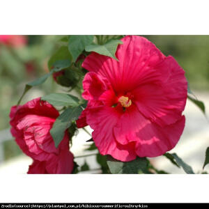 Hibiskus bagienny XXL  Sultry Kiss - POTĘŻNE, malino-czerwone KWIATY!!!