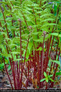 Wietlica samicza 'Lady in Red' - mrozoodpo...