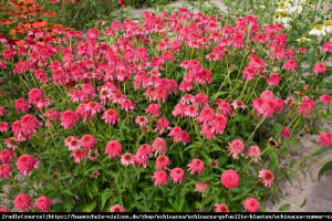 Jeżówka purpurowa 'Summer Candy' - cudowne...