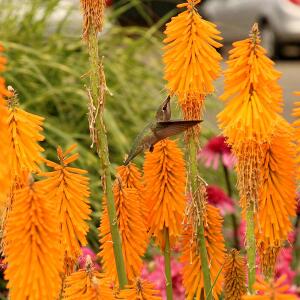 Trytoma groniasta 'Mango Popscile' - egzot...