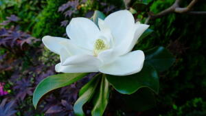 Magnolia wielkokwiatowa 'Gallissonniere' -...