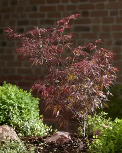 Klon palmowy Royal Garnet