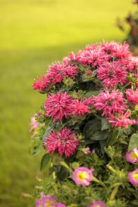 Pysznogłówka karłowa 'Pardon My Cerise'...