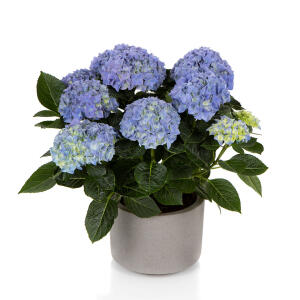 Hortensja Hi Halo - kwitnie pomimo mrozów!!!