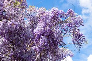 Glicynia Caroline