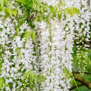 Glicynia jedwabista 'Kapitan Fuji'