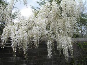 Glicynia jedwabista 'Kapitan Fuji'