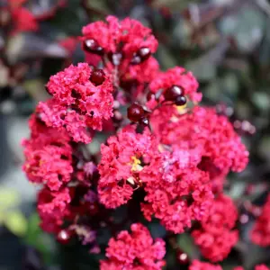 Lagerstroemia indyjska 'Double Dynamite' B...