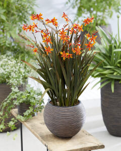 Krokosmia Bressingham Dark Fire