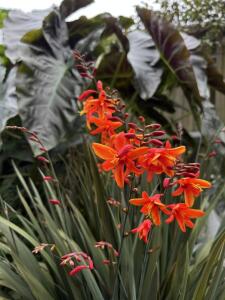 Krokosmia Bressingham Dark Fire