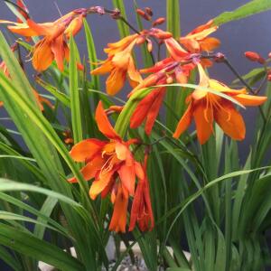 Krokosmia Walberton's Bright Eyes