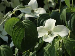 Dereń kousa Shira Yuki