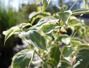 Dereń kousa Shira Yuki