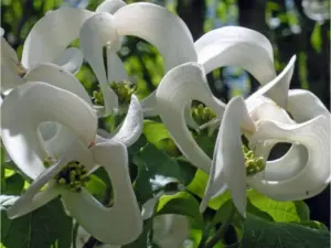 Dereń kousa 'Couronne'