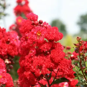 Lagerstremia indyjska Red Magic Bez połudn...