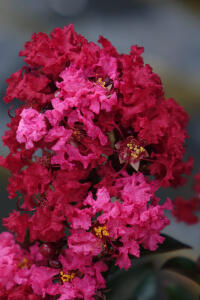 Lagerstremia indyjska Enduring Red Bez poł...