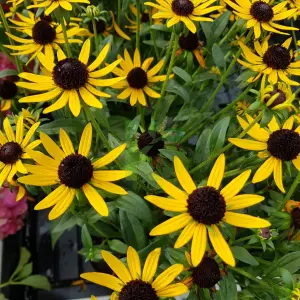 Rudbekia Little Goldstar