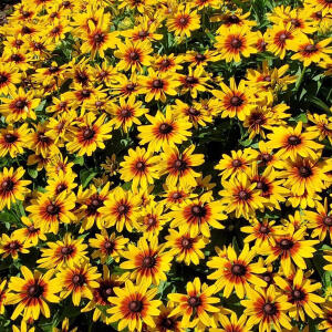 Rudbekia Minibeckia Flame