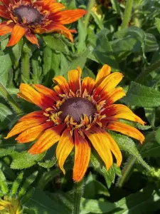 Rudbekia Summerina Blazing Fire