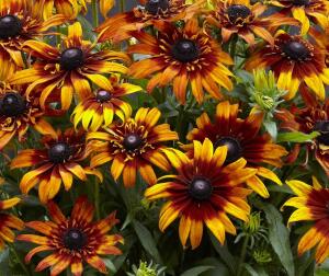 Rudbekia Summerina Blazing Fire