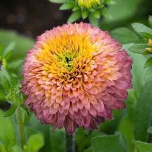 Rudbekia Summerina Glow Sugar Shake