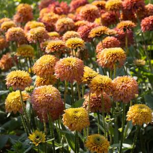 Rudbekia Summerina Glow Sugar Shake...