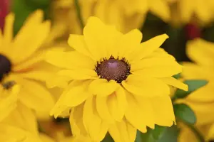 Rudbekia Summerina Sun's Up