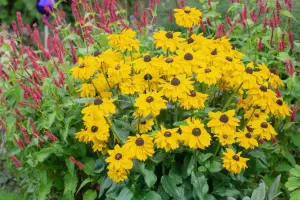 Rudbekia Summerina Sun's Up