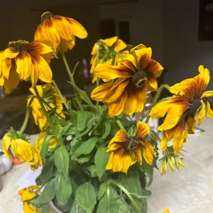 Rudbekia Sunbeckia Graffiti Caramel...