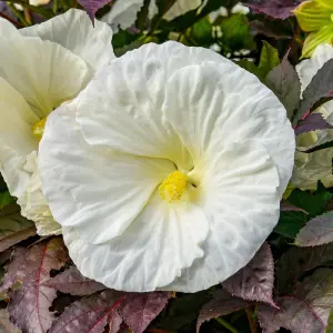 Hibiskus bagienny XXL Summerific Cookies and Cream