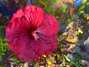 Hibiskus bagienny XXL Summerific Midnight Marvel