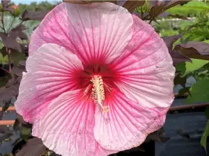 Hibiskus bagienny XXL Summerific Starry Starry Night
