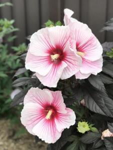 Hibiskus bagienny XXL Summerific Starry St...